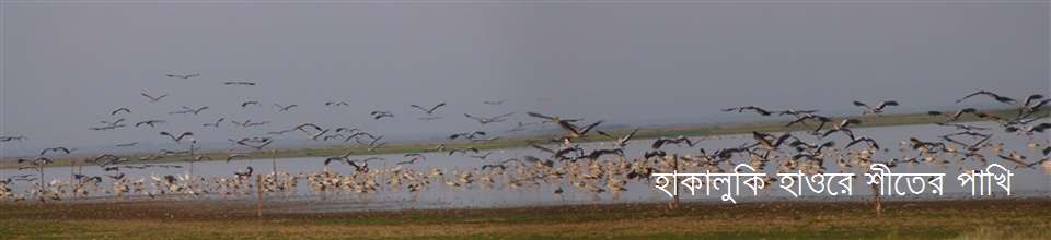 শীতের অতিথী পাখী