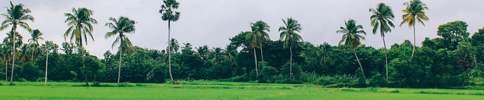 ফসলের জমি
