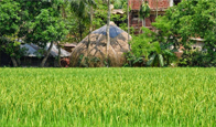 গ্রাম বাংলা