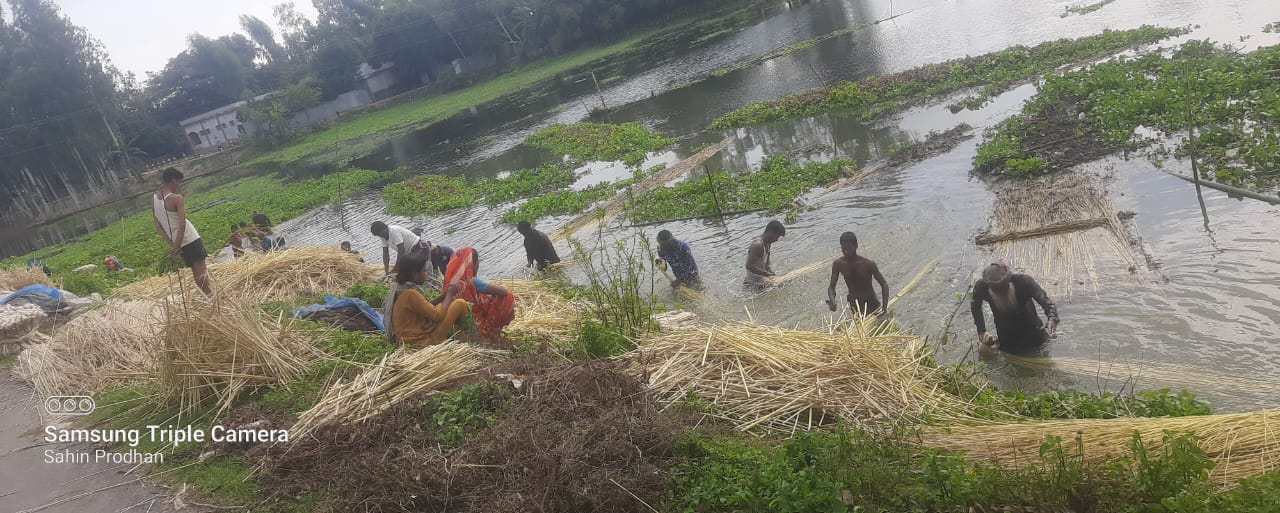 কচুয়া ইউনিয়ন উল্যাসোনাতলা খেয়া পাড়ে সোনালী আশঁ পাট ধোয়ার চিত্র
