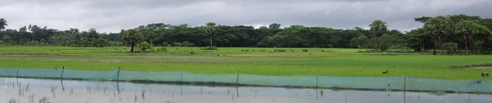 ন্যাচার