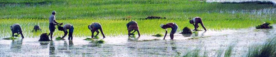 কাদির হানিফ