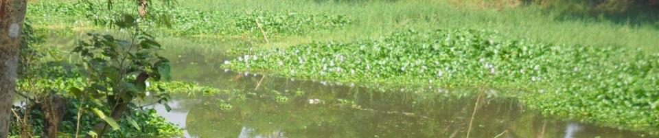 ন্যাচার