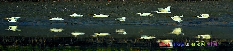 অতিথি পাখি