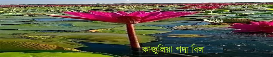 কাজুলিয়া পদ্ম বিল