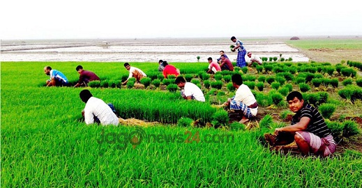 ২০১৭ নতুন ধানের ধান উৎপাদনের উল্লাশে