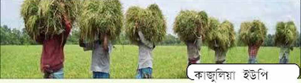 কাজুলিয়া ইউনিয়নের ইরী চাষী