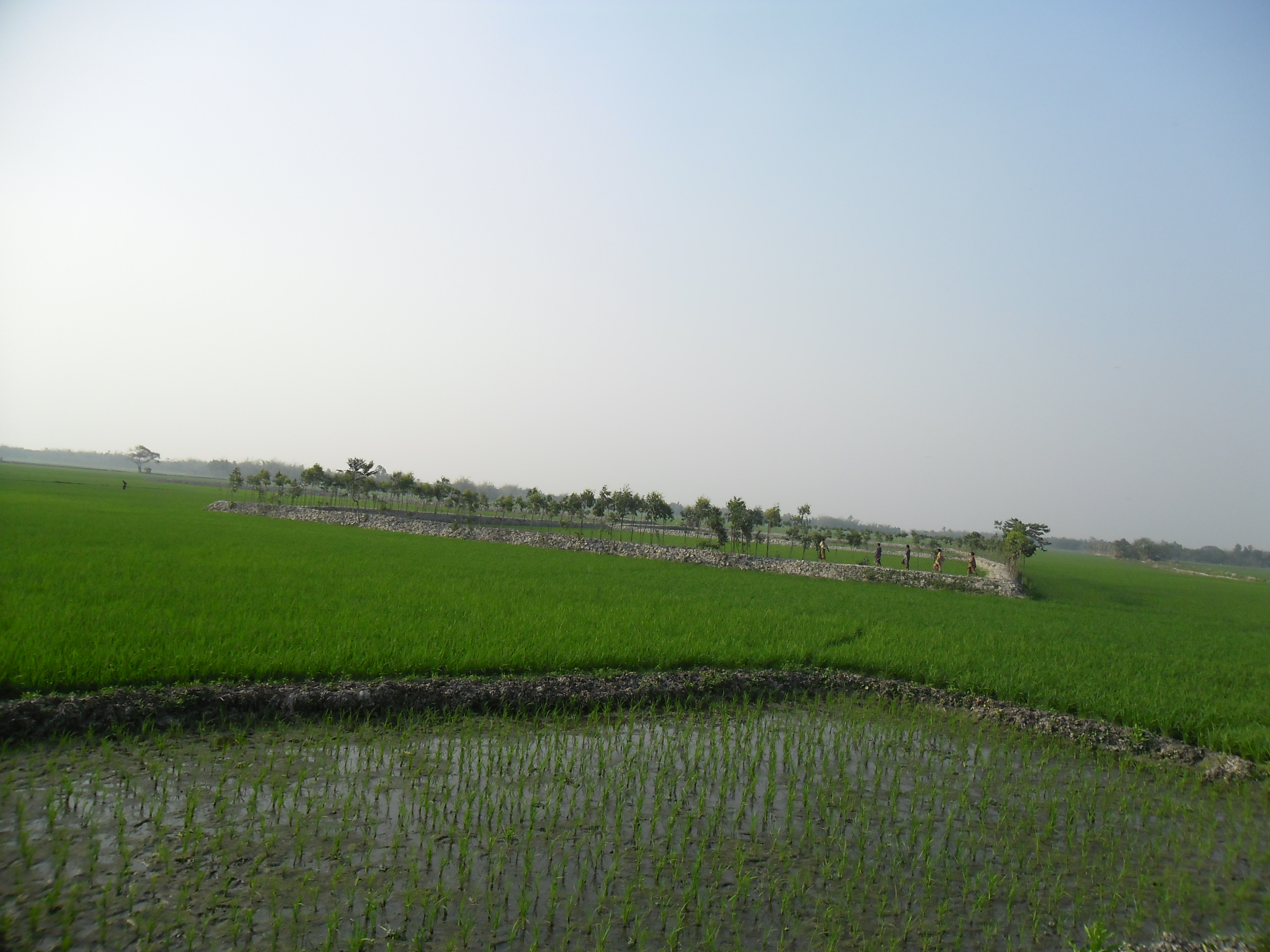 ব্যানার