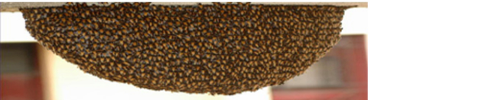 কাকড়াবুনিয়া ইউনিয়ন পরিষদ ভবনে মধুর চাক