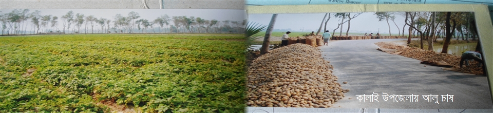 কালাই উপজেলায় আলু চাষ