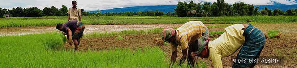 ধানের চারা উত্তোলন