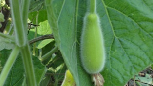 স্বাস্থ্য