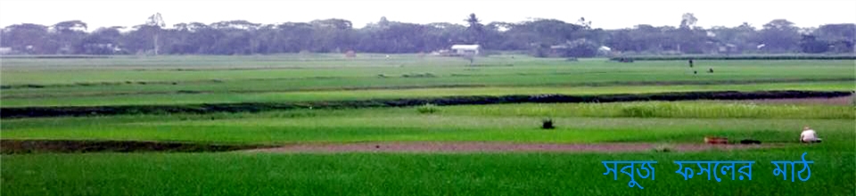 ফসলের ক্ষেতে সবুজের সমারোহ