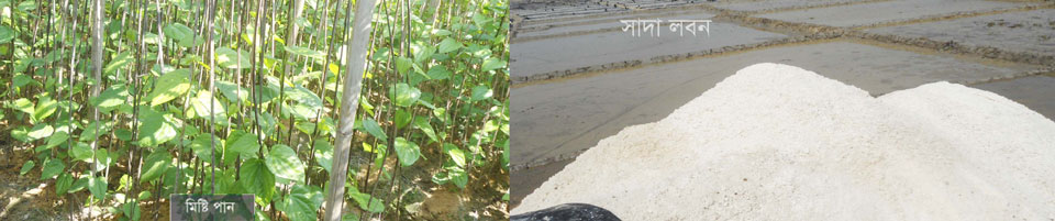 লবন ও মিষ্টি পান