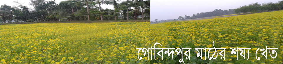 সবুজ ধানের ক্ষেত