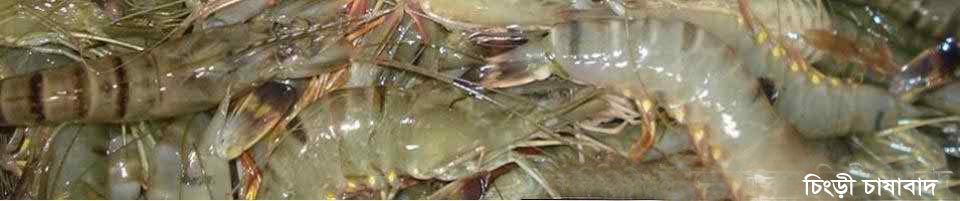 গোল্ডেন ফিস ‌'চিংড়ী মাছ'