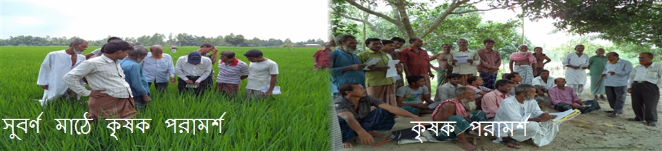সুবর্ণ মাঠে কৃষক পরামর্শ
