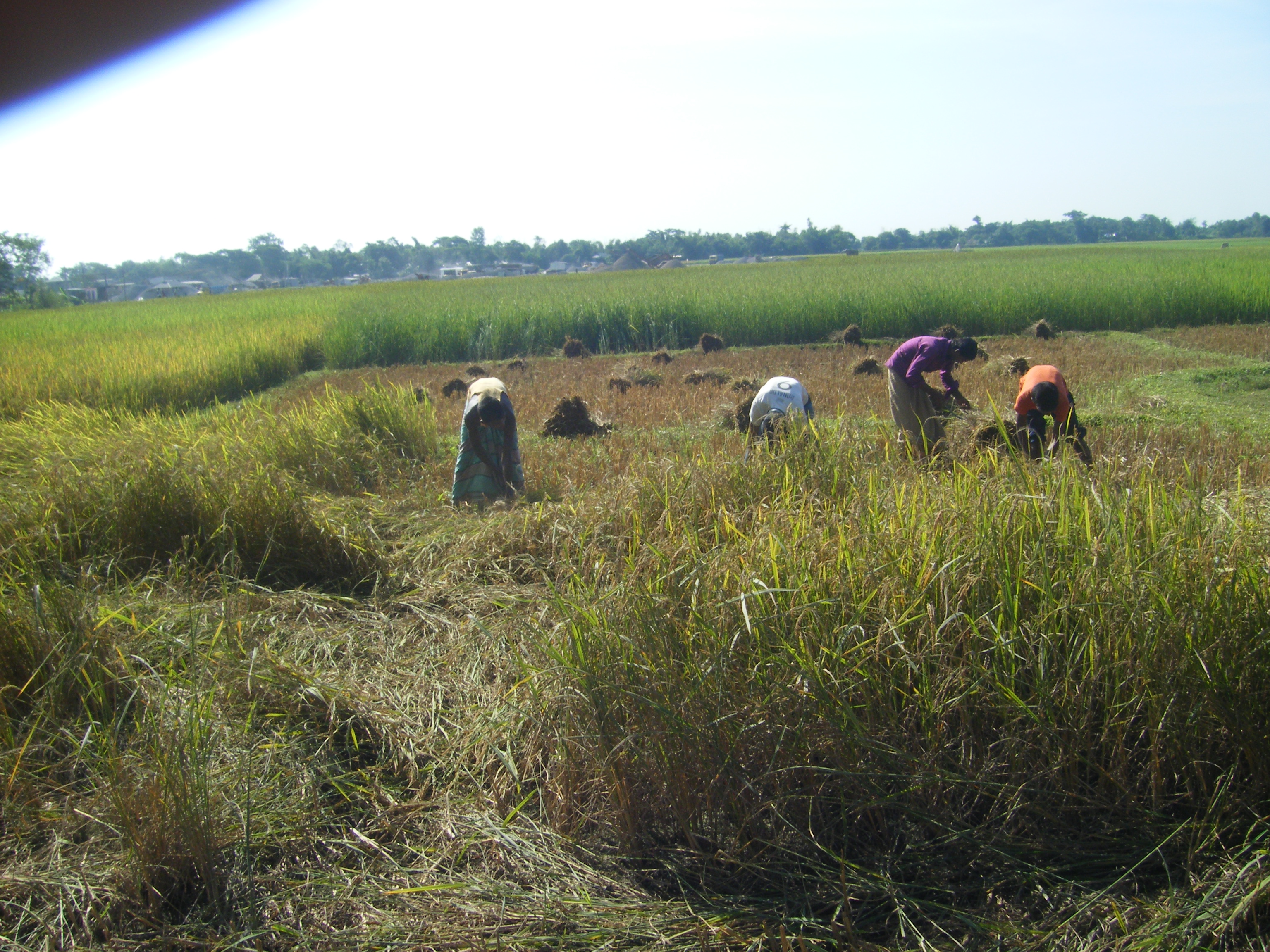 একটি গ্যাস কোম্পানীর আয়োজনে কামাল বাজার ইউনিয়নে সভা হয়।