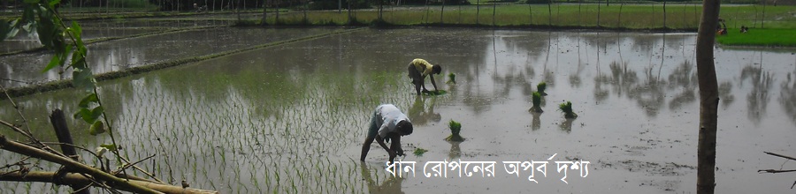 বরো ধান লাগার মনোরম দৃর্ষ
