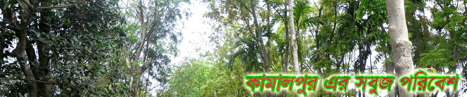 কামালপুর এর সবুজ শ্যামল দৃশ্য