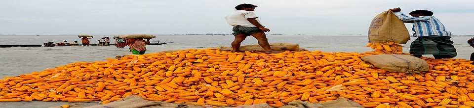 ফসলের স্তূপ: ভুট্টা সংগ্রহের দৃশ্য