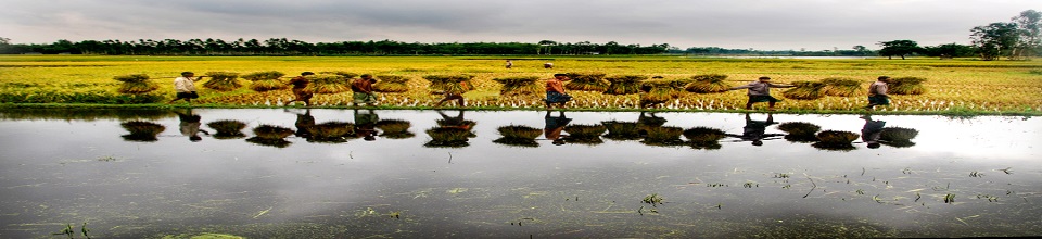 ধান কেটে ফেরা কৃষকের দল