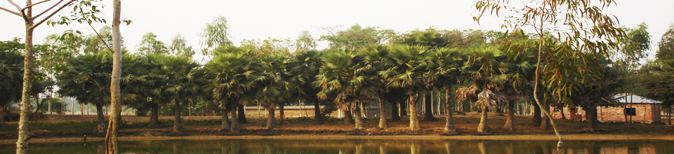 কামদিয়া ইউনিয়ন