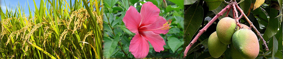 কামদিয়া ইউনিয়ন