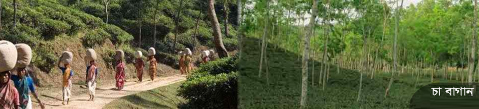 চা বাগান ও চা শ্রমিক