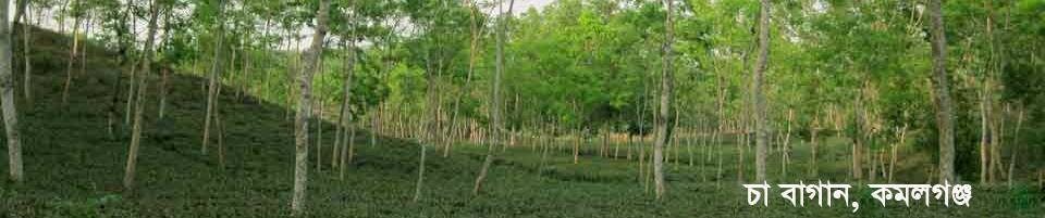 চা বাগান