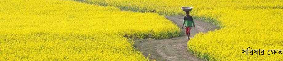 সরিষার ক্ষেত