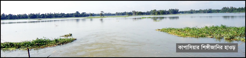 কাপাসিয়ার শিঙ্গীজানি হাওড়