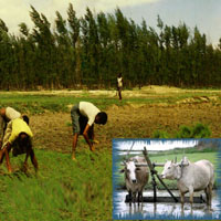 কৃষি ও প্রাণিসম্পদ