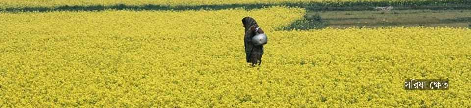 সরিষা ক্ষেত