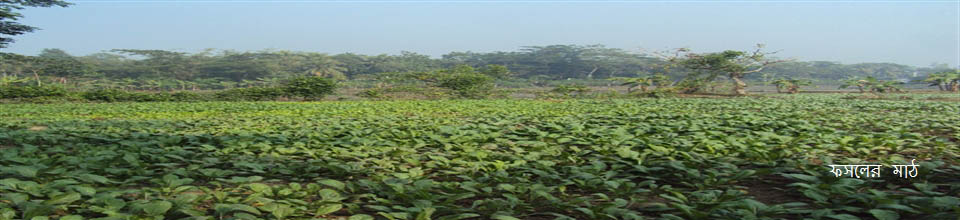 ফসলের মাঠ