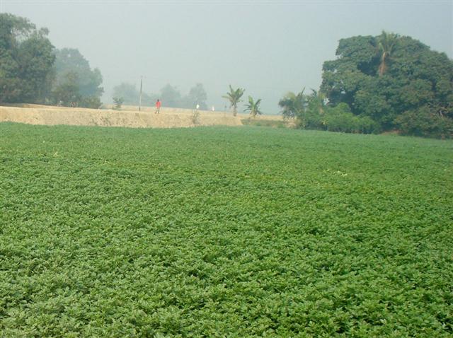 কৃষি ও প্রাণিসম্পদ