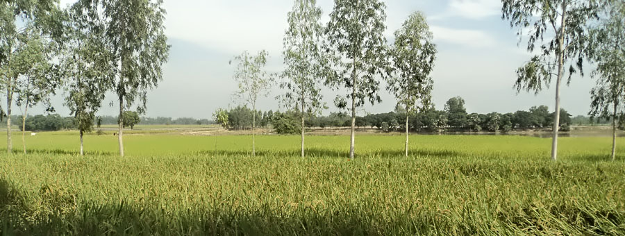 ব্যানার