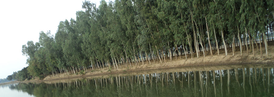 ব্যানার