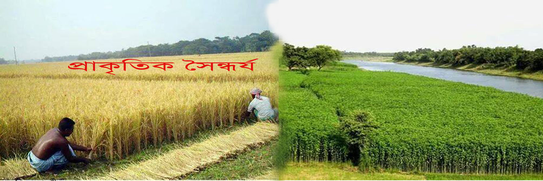 প্রাকৃতিক দৃশ্য