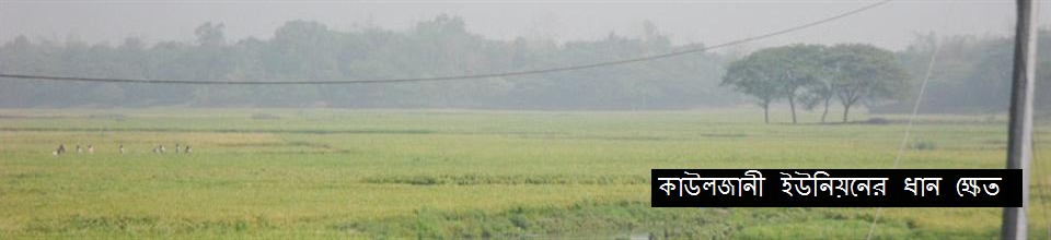 ধান ক্ষেত