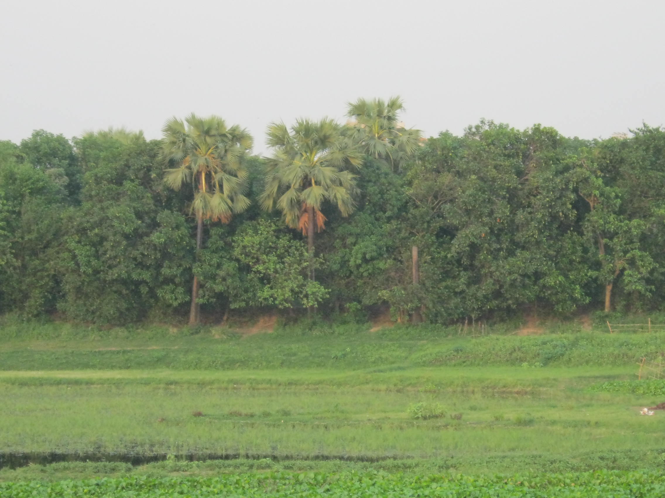কাউন্দিয়া ইউনিয়ন পরিষদ