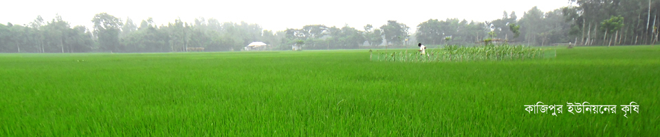 কৃষিতে কাজিপুর ইউনিয়ন