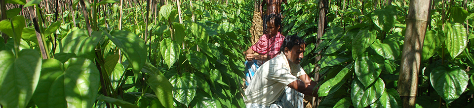 পান বরজ প্রকল্প