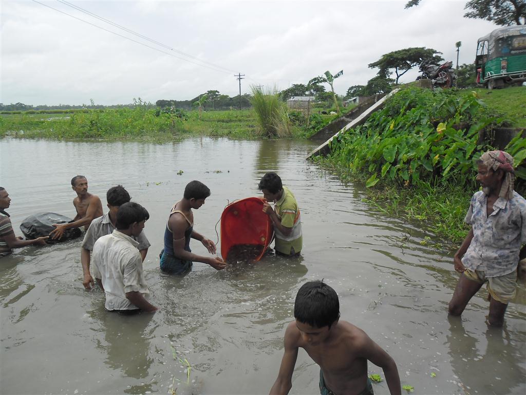 পোনা অবমুক্তি