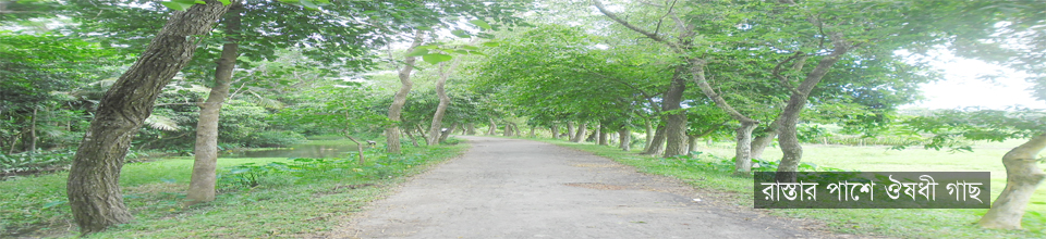 রাস্তার পাশে উপকারী ঔষুধী গাছ,