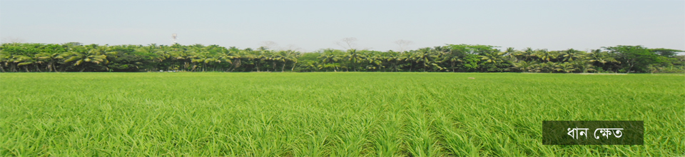 ধান ক্ষেত