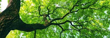 nature 3