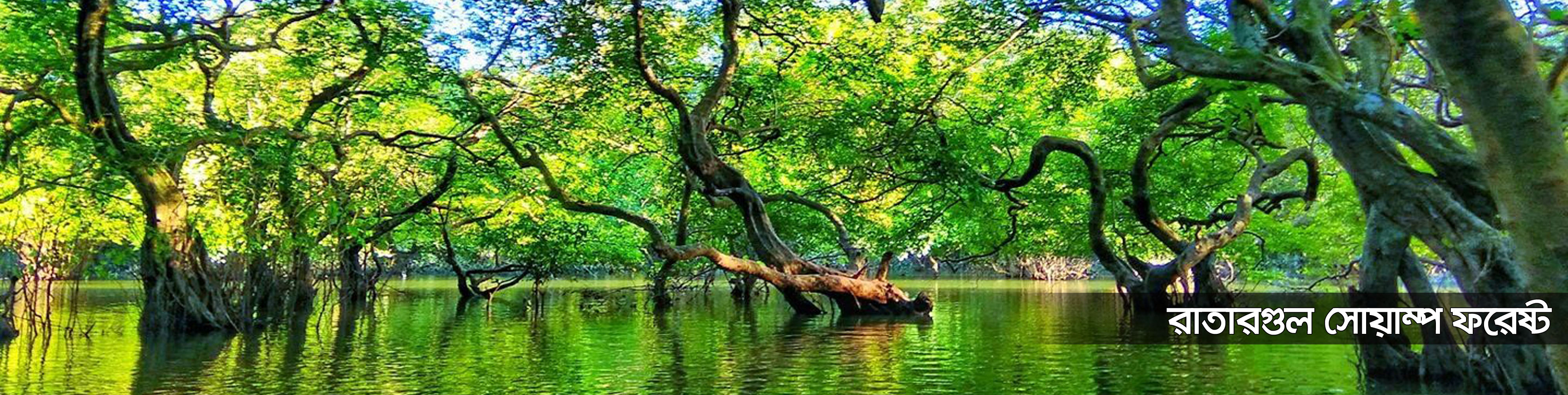 রাতারগুল সোয়াম্প ফরেষ্ট