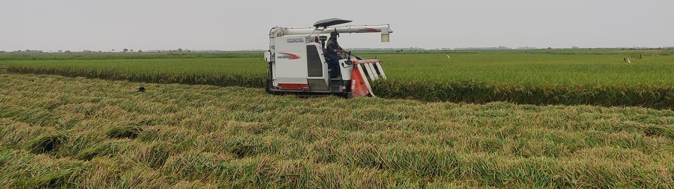 খালিয়াজুরী কৃষি