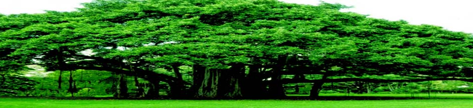 বট বৃক্ষ